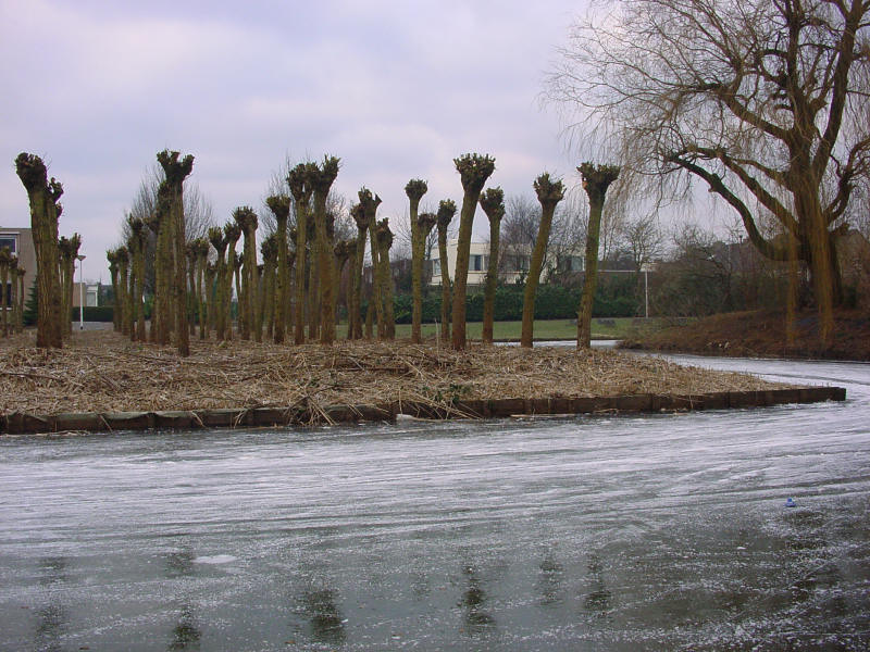 white willow, sculptures using willows - Salix Alba as sculpture